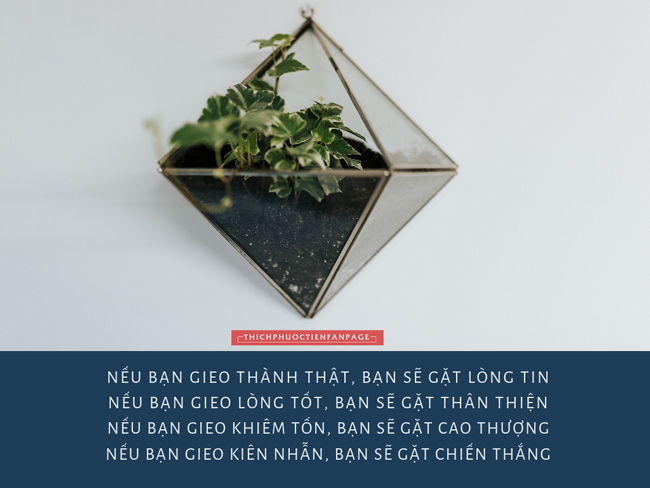 Gieo & gặt