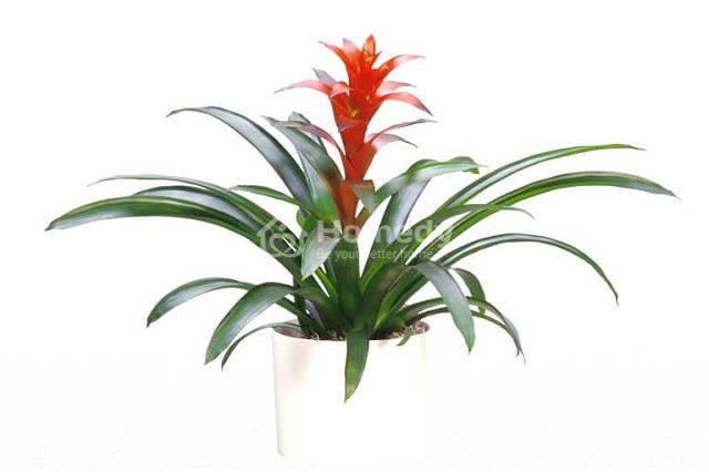 Tuổi Giáp Tuất 1994 hợp cây gì và kỵ những cây gì?