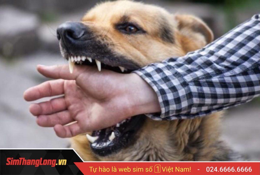Đầu tháng gặp chó, bị chó cắn hay bị chó đuổi có sao không?