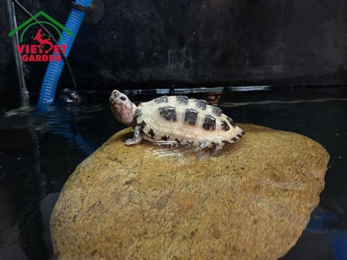 Rùa Sao Đêm Leucistic