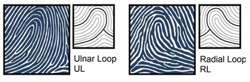 Chủng Loop (Chủng nước)