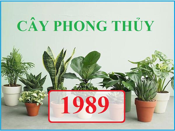 Cây phong thủy Kỷ Tỵ (1989): Nên trồng cây gì ĐÓN LỘC 2024?