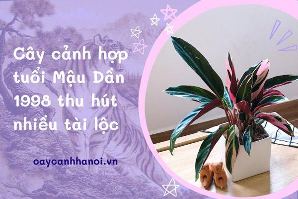 Cây cảnh hợp tuổi Mậu Dần 1998 thu hút nhiều tài lộc