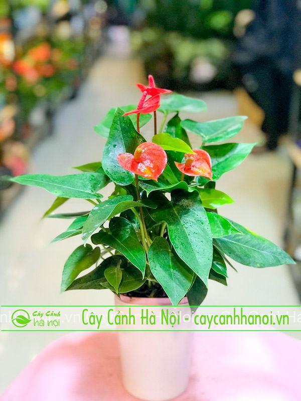 Đặc điểm cây phong thủy hợp tuổi Đinh Mão