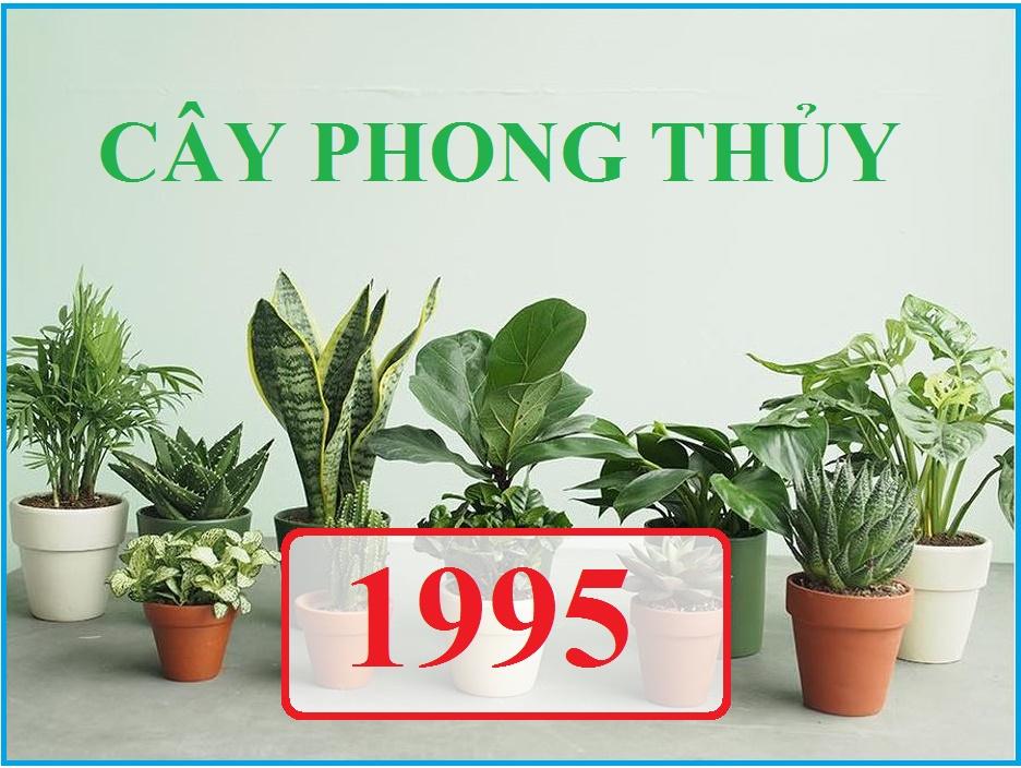 Bí quyết chọn cây phong thuỷ cho người mệnh Hoả tuổi Hợi (1995)