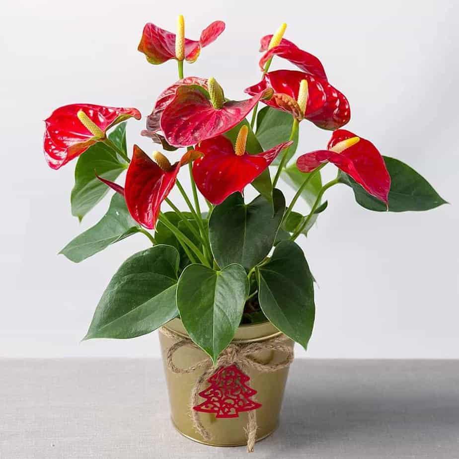Cây phong thủy mệnh Hỏa tuổi Hợi - 2