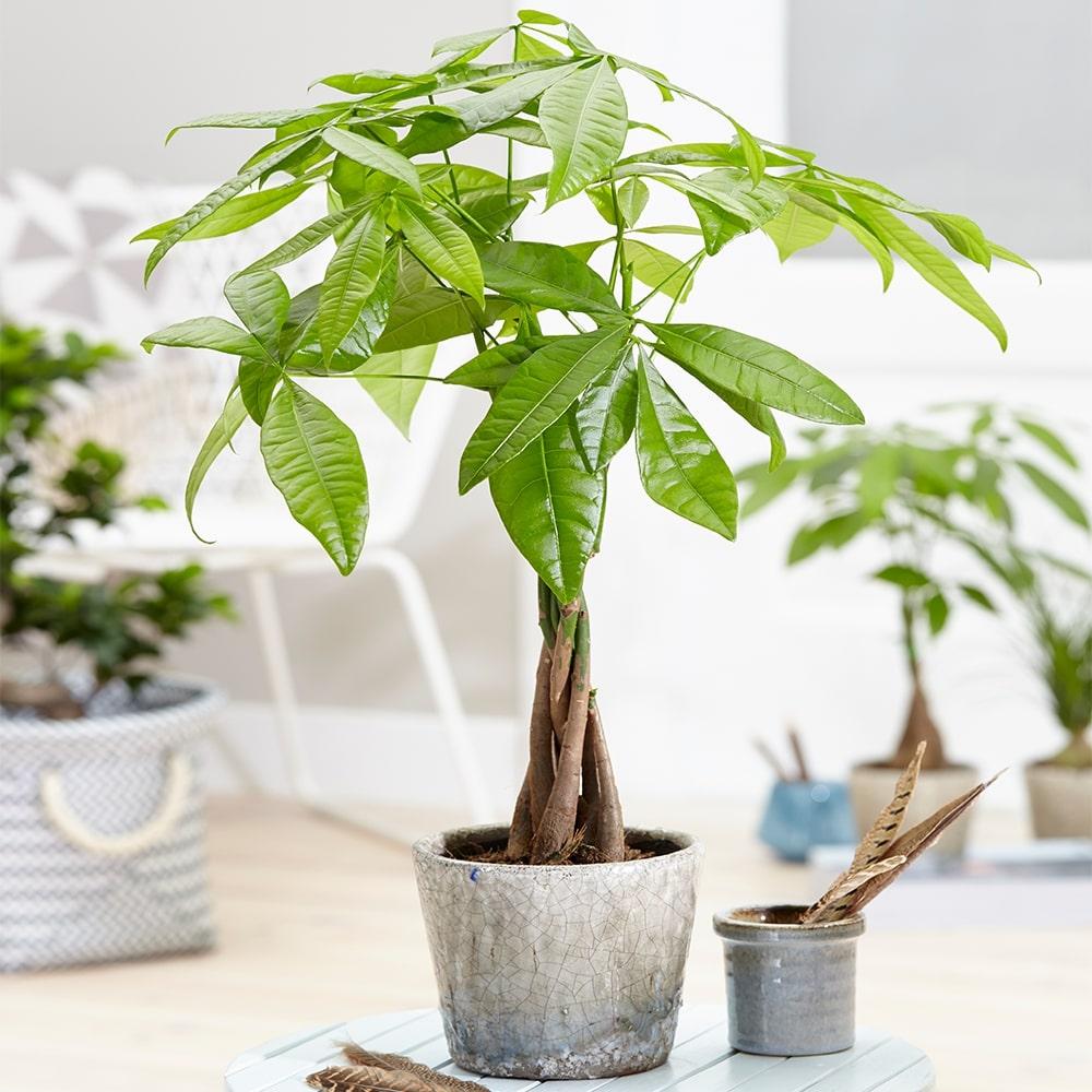 Cây phong thủy mệnh Hỏa hợp tuổi Hợi - 4