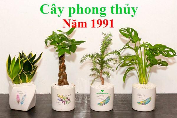 cay phong thuy hop voi tuoi tan mui 5
