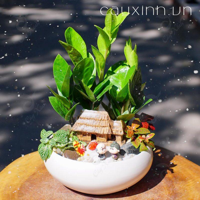 Tuổi Nhâm Tuất năm 1982 hợp cây gì?