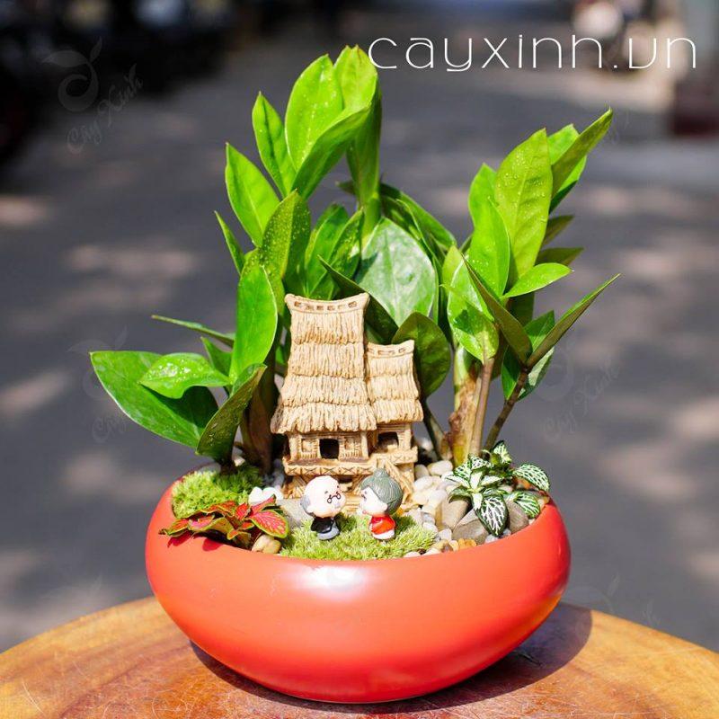 Tiểu cảnh kim tiền phong thủy để bàn