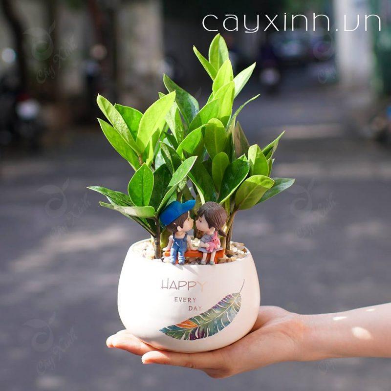 Tiểu cảnh cây kim tiền đẹp
