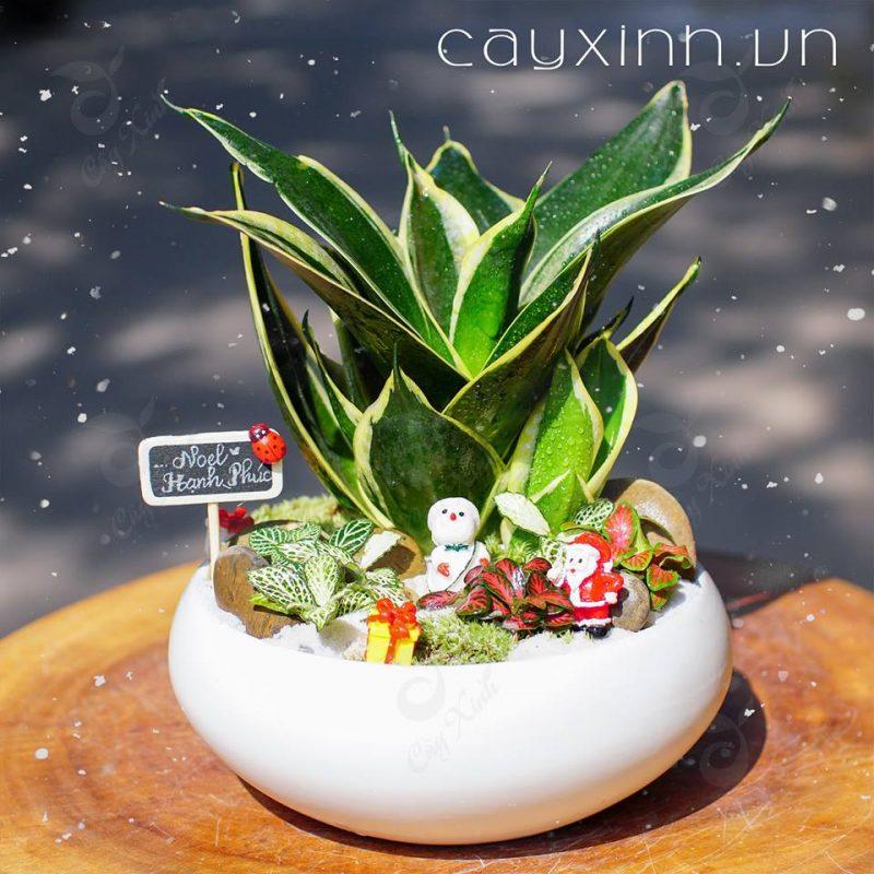 Tiểu cảnh lưỡi hổ để bàn đẹp