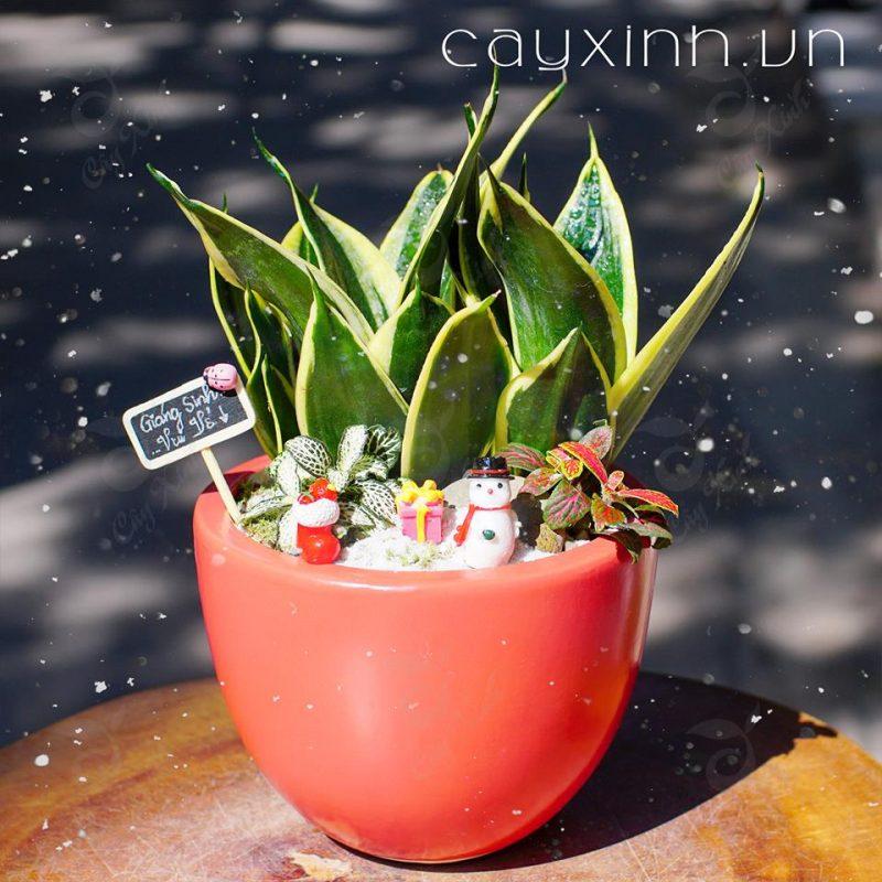 Tiểu cảnh cây lưỡi hổ đẹp