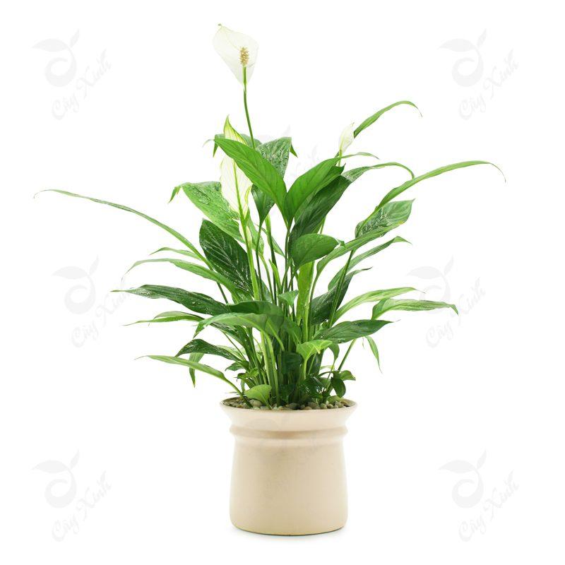 Cây Lan Ý thủy sinh để bàn
