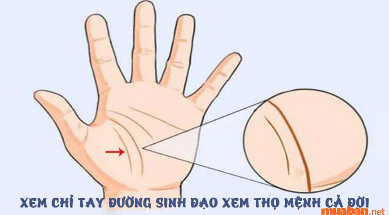Đường sinh đạo đôi là hai đường sinh mệnh song song nhau