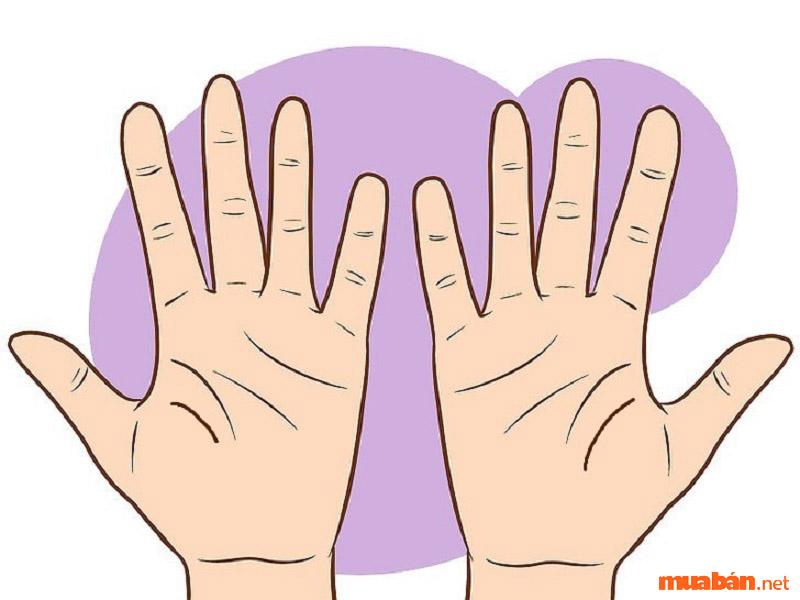 Người có đường sinh minh đôi liền mạch sống rất thọ
