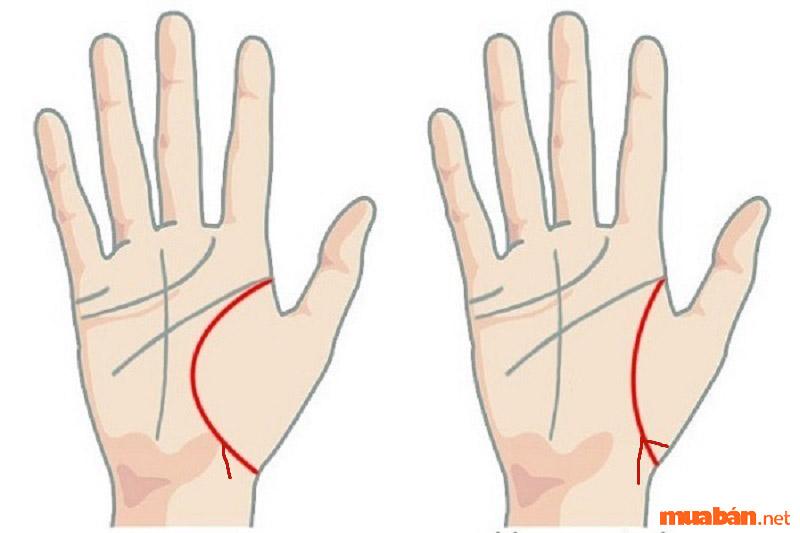 Nếu đường sinh mệnh chia thành nhiều nhanh thì nên chú ý đến sức khỏe