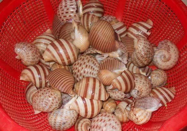 ốc giấy