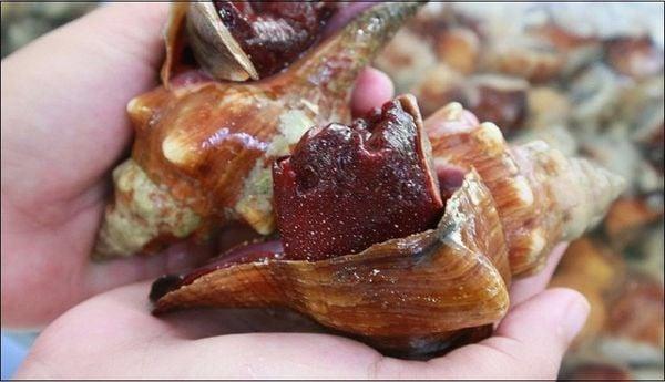 ốc đỏ