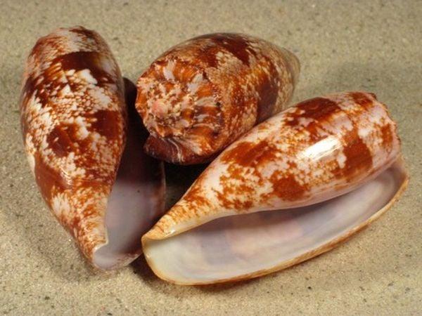 ốc cối