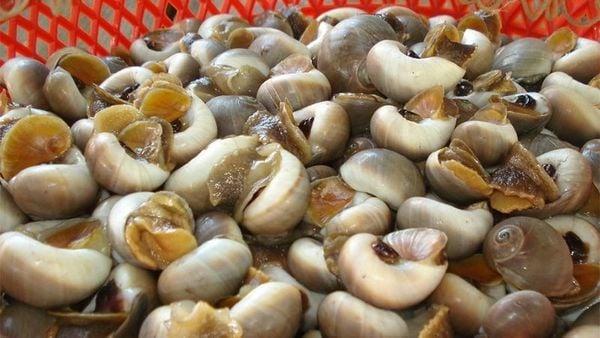 ốc mỡ