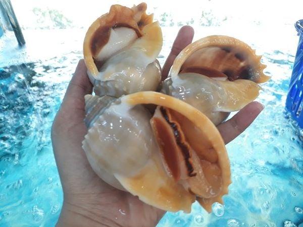 ốc tỏi