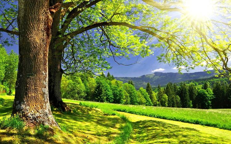Bộ sưu tập hình nền điện thoại phong thủy cho người mệnh Mộc
