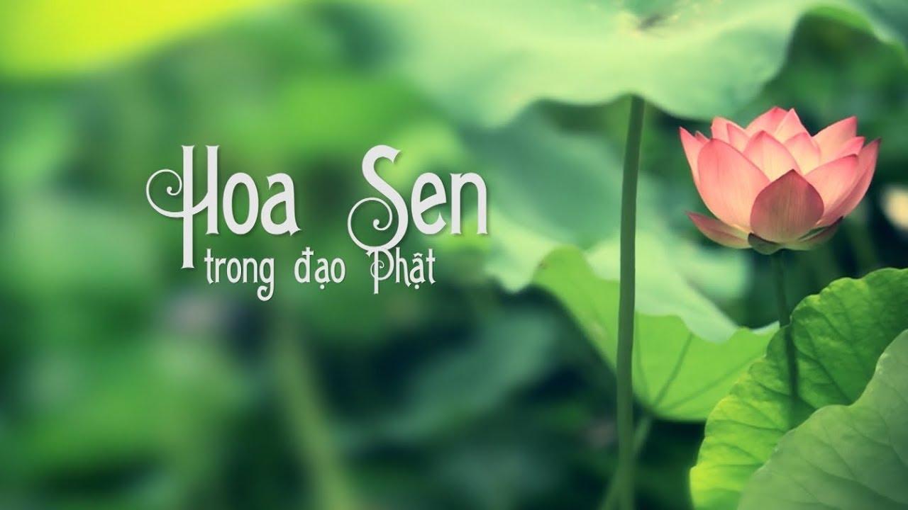 Hình ảnh tuyệt vời về hoa Sen trong Phật Giáo