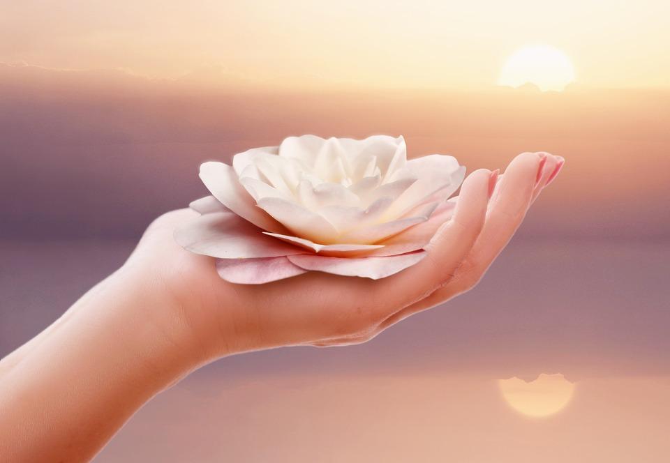 Ảnh hoa sen nở tâm tĩnh lặng