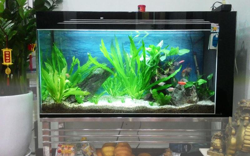 Người mệnh thổ nên nuôi cá gì hợp phong thủy?
