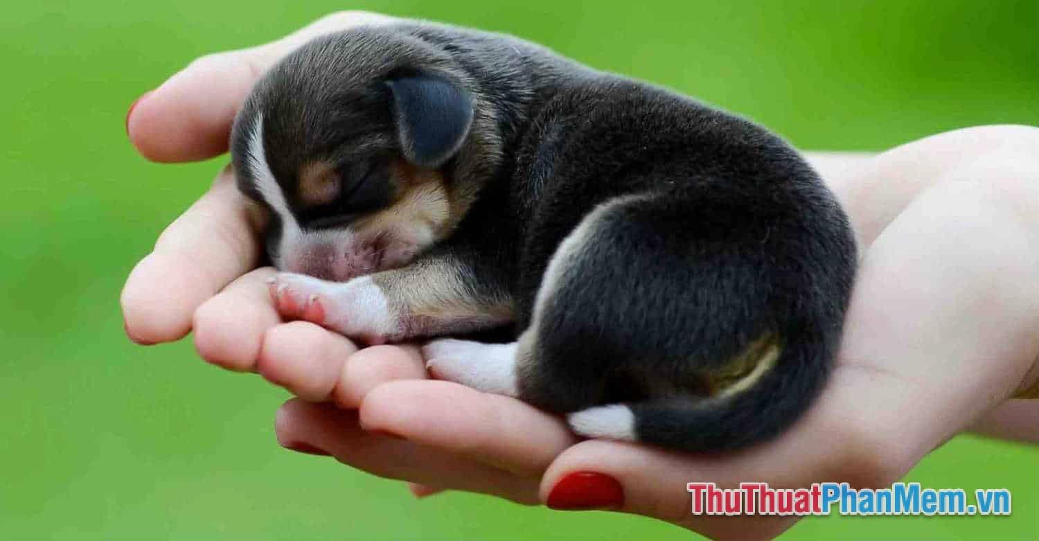 Mơ thấy chó con là dấu hiệu gì? Số mấy? May mắn hay xui xẻo?