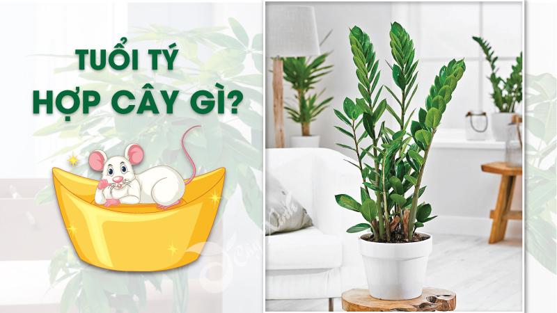 Cây phong thủy Tuổi Tý