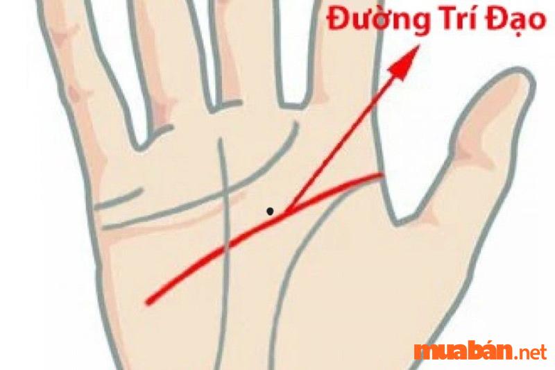 Có nốt ruồi nằm trên đường trí đạo thì chứng tỏ bạn là người có lối sống tự lập và đã phải sống xa gia đình từ nhỏ