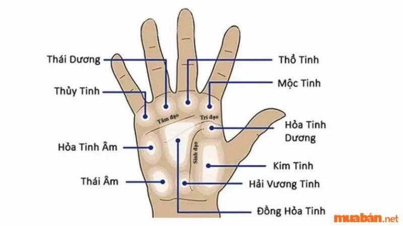 Các gò và đường sinh mệnh có ý nghĩa trong lòng bàn tay