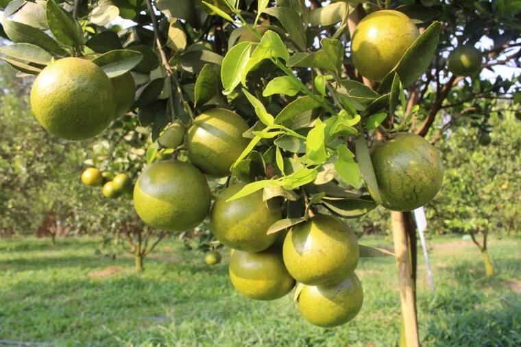 Quýt ngọt miền Nam