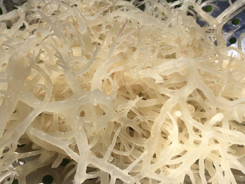 Rong sụn hỗ trợ ổn định huyết áp