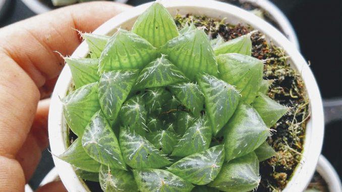 Sen Đá Dạ Quang: Tìm hiểu về loại cây mang ý nghĩa đặc biệt