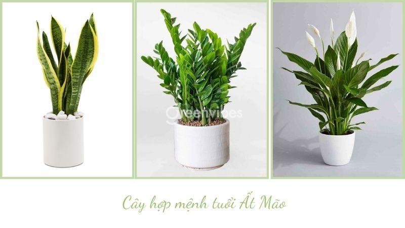 Tuổi mão 1987 nên trồng cây gì trước nhà - Greenvibes