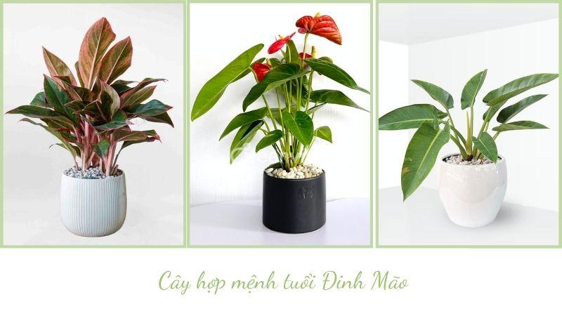Tuổi đinh mão nên trồng cây gì trước nhà - Greenvibes