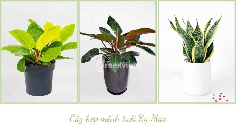 Tuổi ất mão nên trồng cây gì trước nhà - Greenvibes