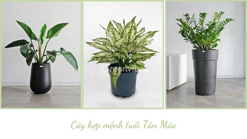 Tuổi mão nên trồng cây gì - Greenvibes