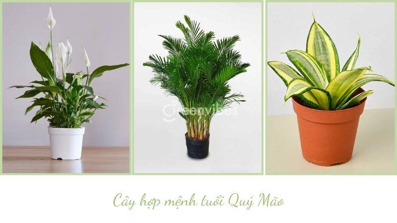 Tuổi kỷ mão nên trồng cây gì - Greenvibes