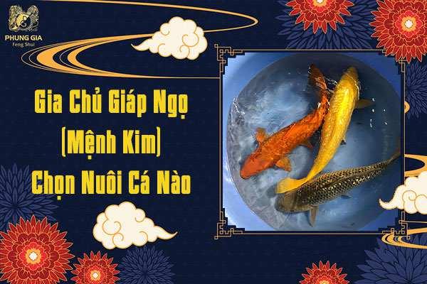 Gia Chủ Giáp Ngọ Chọn Nuôi Cá Gì