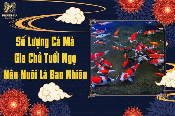 Số Lượng Cá Nên Nuôi Là Bao Nhiêu