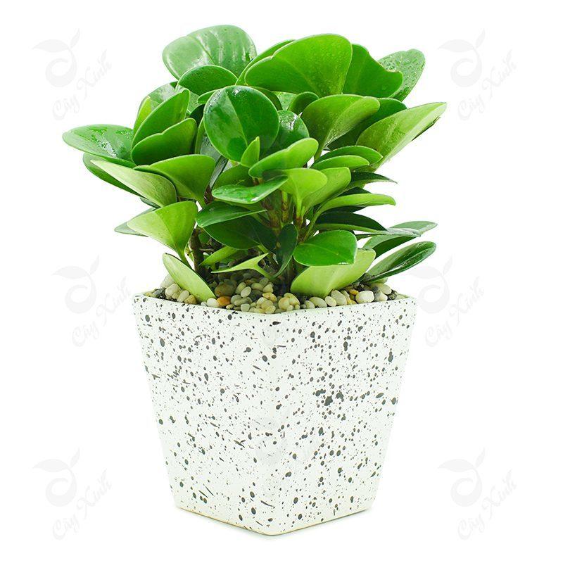 Tuổi tân dậu năm 1981 nên trồng cây gì?
