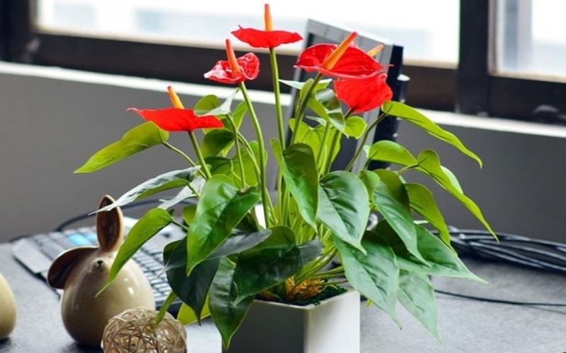 Việc bố trí bàn làm việc hợp lý đem đến tài lộc